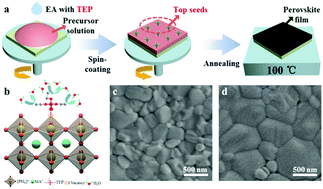 Graphical abstract: Triethyl phosphate in an antisolvent: a novel approach to fabricate high-efficiency and stable perovskite solar cells under ambient air conditions