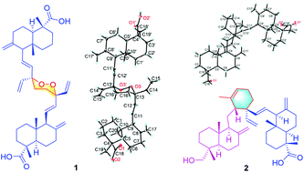 Graphical abstract: Cunlanceloic acids A–D: unprecedented labdane diterpenoid dimers with AChE inhibitory and cytotoxic activities from Cunninghamia lanceolata