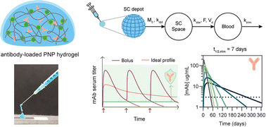 Graphical abstract: Subcutaneous delivery of an antibody against SARS-CoV-2 from a supramolecular hydrogel depot