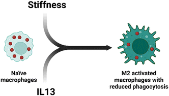 Graphical abstract: Destructive fibrotic teamwork: how both microenvironment stiffness and profibrotic interleukin 13 impair alveolar macrophage phenotype and function