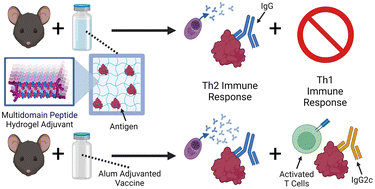 Graphical abstract: Multidomain peptide hydrogel adjuvants elicit strong bias towards humoral immunity