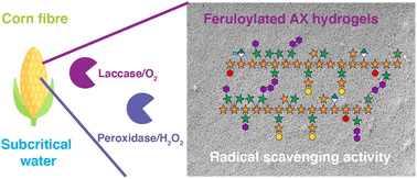 Graphical abstract: Hydrogels with protective effects against cellular oxidative stress via enzymatic crosslinking of feruloylated arabinoxylan from corn fibre