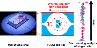 Graphical abstract: Effect of capillary fluid flow on single cancer cell cycle dynamics, motility, volume and morphology
