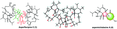 Graphical abstract: Asperflavipines C–E and aspermichalasine A: three cytochalasan heterotetramers and an unusual cytochalasan monomer from Aspergillus micronesiensis