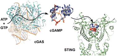 Graphical abstract: 10th anniversary of discovering cGAMP: synthesis and beyond