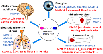 Graphical abstract: Matrix metalloproteinase profiling and their roles in disease