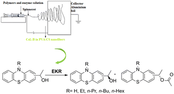 Graphical abstract: A robust and efficient lipase based nanobiocatalyst for phenothiazinyl-ethanol resolution