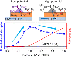 Graphical abstract: Dynamic charge collecting mechanisms of cobalt phosphate on hematite photoanodes studied by photoinduced absorption spectroscopy