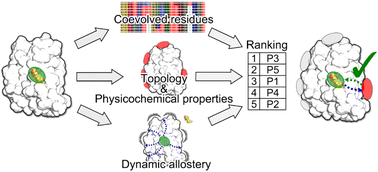 Graphical abstract: Combining structural and coevolution information to unveil allosteric sites