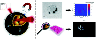 Graphical abstract: All-in-one superparamagnetic and SERS-active niosomes for dual-targeted in vitro detection of breast cancer cells