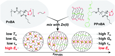 Graphical abstract: Controlling the dynamics of elastomer networks with multivalent brush architectures