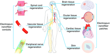 Graphical abstract: Electrospun nanofibers for manipulating soft tissue regeneration