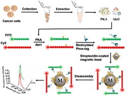 Graphical abstract: Construction of a phos-tag-directed self-assembled fluorescent magnetobiosensor for the simultaneous detection of multiple protein kinases