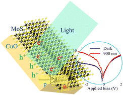 Graphical abstract: A MoS2/CuO-based hybrid p–n junction for high-performance self-powered photodetection