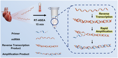 Graphical abstract: Rapid diagnosis of acute myocardial infarction based on reverse transcription-accelerated strand exchange amplification of miR-208a