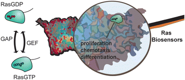 Graphical abstract: Genetically encodable biosensors for Ras activity