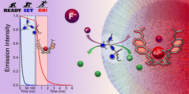 Graphical abstract: Transmembrane transport of fluoride studied by time-resolved emission spectroscopy