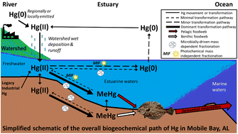 Graphical abstract: Isotopes and otolith chemistry provide insight into the biogeochemical history of mercury in southern flounder across a salinity gradient