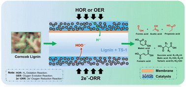 Graphical abstract: Electrochemical conversion of lignin to short-chain carboxylic acids