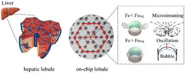 Graphical abstract: Heterogeneous tissue construction by on-demand bubble-assisted acoustic patterning