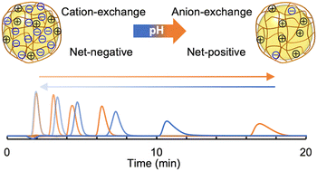 Graphical abstract: Cation/anion-exchange mode switching chromatography utilizing pH-responsive mixed charge polymer-modified silica beads