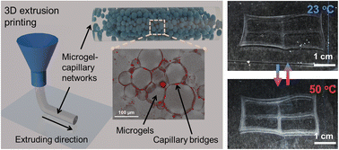 Graphical abstract: Rheological responses of microgel suspensions with temperature-responsive capillary networks