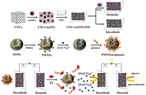 Graphical abstract: A self-powered electrochemical aptasensor for the detection of 17β-estradiol based on carbon nanocages/gold nanoparticles and DNA bioconjugate mediated biofuel cells