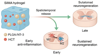 Graphical abstract: Repair of spinal cord injury using a time-specific four-dimensional multifunctional hydrogel with anti-inflammatory and neuronal differentiated microenvironments