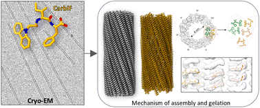 Graphical abstract: Cryo-EM for atomic characterization of supramolecular gels
