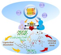 Graphical abstract: A “lignin-first” biorefinery towards efficient aromatic monomer conversion from coconut shells using mild TMAH-based alkaline deep eutectic solvents