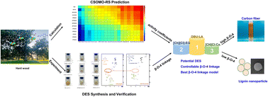 Graphical abstract: Computational modeling-guided design of deep eutectic solvents for tailoring lignin chemistry during lignocellulose pretreatment