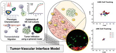 Graphical abstract: Evaluating migration and cytotoxicity of tissue-resident and conventional NK cells in a 3D microphysiological system using live-cell imaging