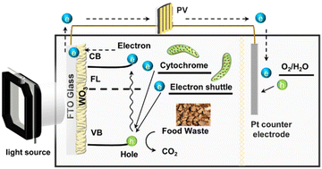 Graphical abstract: Uncovering interfacial electron transfer kinetics of WO3 biophotoelectrodes for food waste treatment