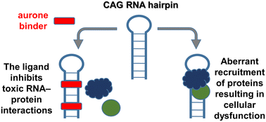 Graphical abstract: A novel aurone RNA CAG binder inhibits the huntingtin RNA–protein interaction