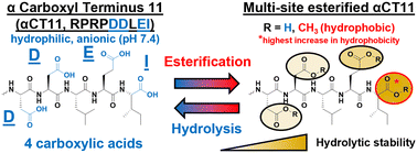 Graphical abstract: Multi-site esterification: a tunable, reversible strategy to tailor therapeutic peptides for delivery