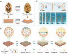 Graphical abstract: A bioinspired layered hydrogel actuator vial-ascorbic acid-triggered interfacial self-growth from a stiff hydrogel