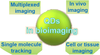 Graphical abstract: The utilization of quantum dot labeling as a burgeoning technique in the field of biological imaging