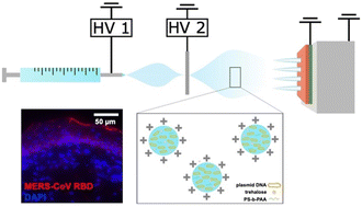 Graphical abstract: Microneedle arrays coated with Middle East respiratory syndrome coronavirus DNA vaccine via electrospray deposition