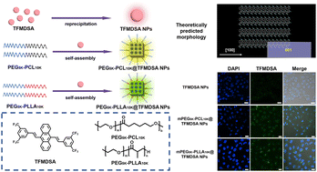 Graphical abstract: Enhanced luminescence and stability of TFMDSA nanoparticles via polymer-induced aggregation for bioimaging