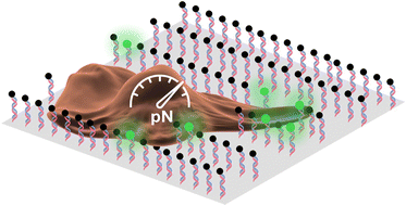 Graphical abstract: Unravelling molecular mechanobiology using DNA-based fluorogenic tension sensors