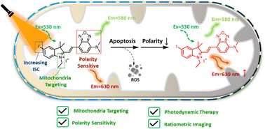 Graphical abstract: A dual-functional photosensitizer for mitochondria-targeting photodynamic therapy and synchronous polarity monitoring