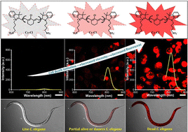 Graphical abstract: NIR emissive probe for fluorescence turn-on based dead cell sorting and in vivo viscosity mapping in C. elegans