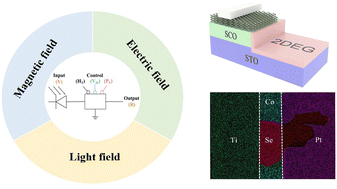 Graphical abstract: Emergent multi-field interaction in a magnetic quasi-two-dimensional WSe2/SrCoO2.5/2DEG heterojunction