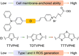 Graphical abstract: Molecular engineering of NIR AIE probes for cell membrane-targeted cancer phototheranostics