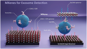 Graphical abstract: MXenes for exosome detection: a new frontier in biomolecular analysis