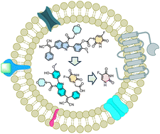 Graphical abstract: Esterase-induced release of a theranostic prodrug in lysosomes for improved therapeutic efficacy and lower systemic toxicity