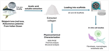 Graphical abstract: Collagen from skipjack tuna skin waste enhances cellular proliferative activity, vascularization potential and anti-inflammatory properties of nanofibrous and hydrogel scaffolds