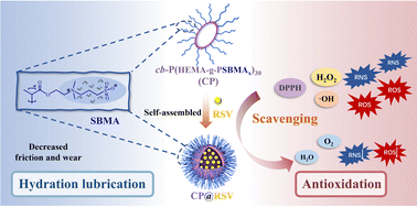 Graphical abstract: Zwitterionic-based cyclic brush polymer nanomicelles with improved lubrication and antioxidation properties