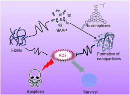 Graphical abstract: Ruthenium complexes as inhibitors of human islet amyloid polypeptide aggregation, an effect that prevents beta cell apoptosis