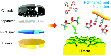 Graphical abstract: Polar polymer–solvent interaction derived favorable interphase for stable lithium metal batteries